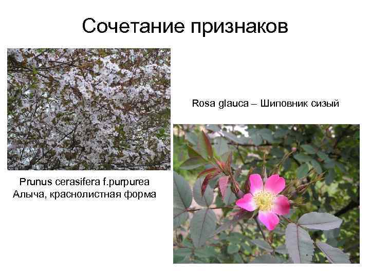 Сочетание признаков Rosa glauca – Шиповник сизый Prunus cerasifera f. purpurea Алыча, краснолистная форма