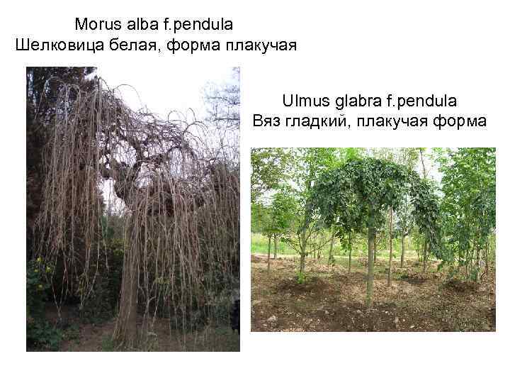 Morus alba f. pendula Шелковица белая, форма плакучая Ulmus glabra f. pendula Вяз гладкий,