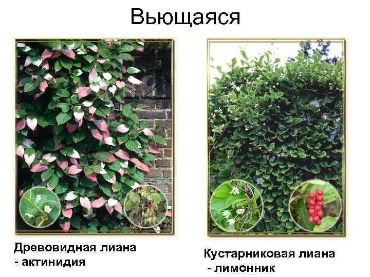 Вьющаяся Древовидная лиана - актинидия Кустарниковая лиана - лимонник 
