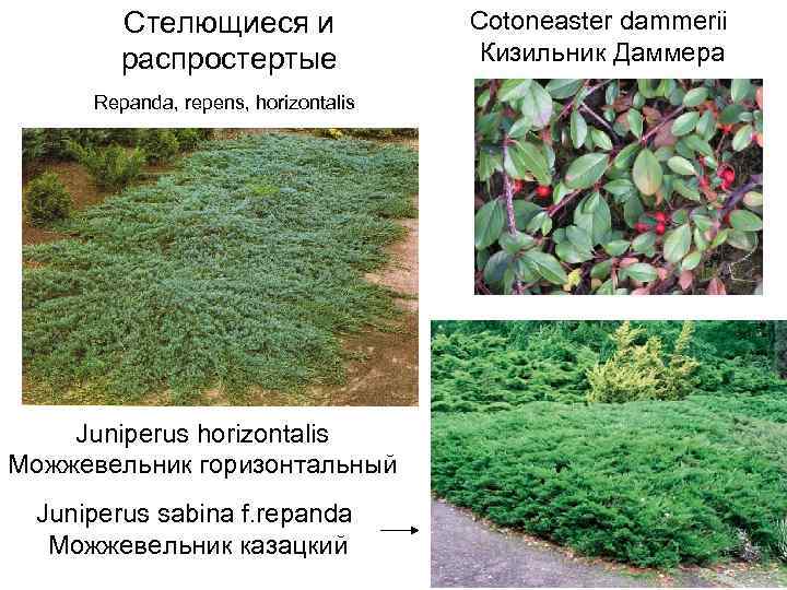 Стелющиеся и распростертые Repanda, repens, horizontalis Juniperus horizontalis Можжевельник горизонтальный Juniperus sabina f. repanda