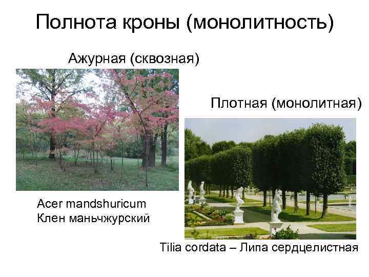 Полнота кроны (монолитность) Ажурная (сквозная) Плотная (монолитная) Acer mandshuricum Клен маньчжурский Tilia cordata –