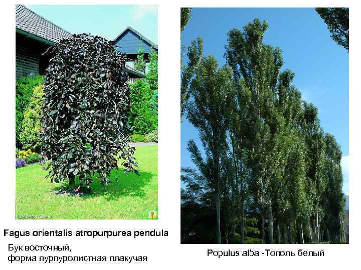 Fagus orientalis atropurpurea pendula Бук восточный, форма пурпуролистная плакучая Populus alba -Тополь белый 