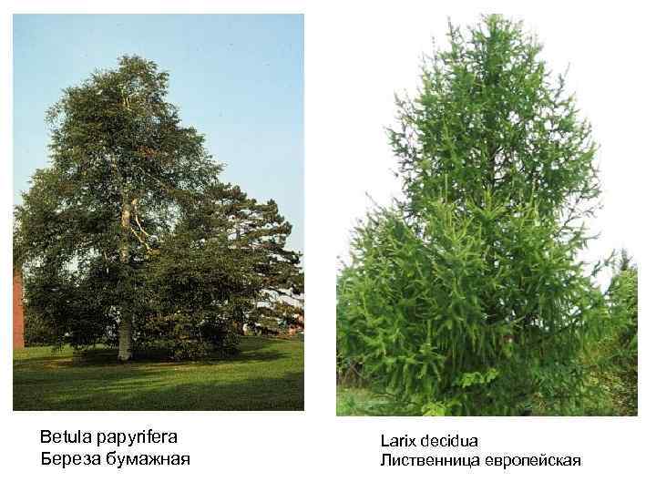 Betula papyrifera Береза бумажная Larix decidua Лиственница европейская 