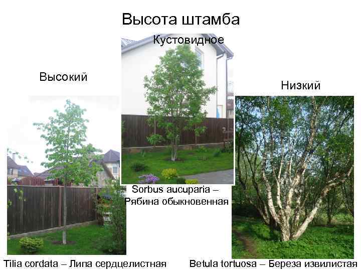 Высота штамба Кустовидное Высокий Низкий Sorbus aucuparia – Рябина обыкновенная Tilia cordata – Липа