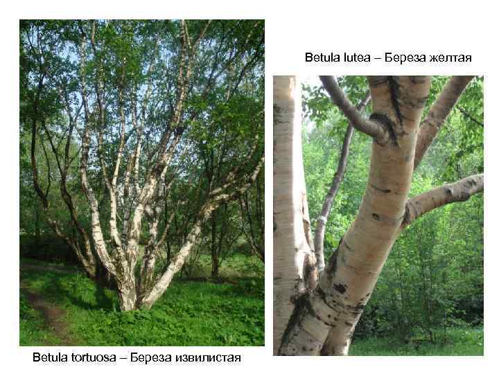 Betula lutea – Береза желтая Betula tortuosa – Береза извилистая 