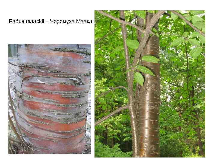 Padus maackii – Черемуха Маака 