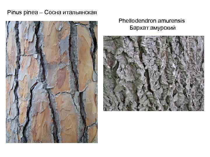 Pinus pinea – Сосна итальянская Phellodendron amurensis Бархат амурский 
