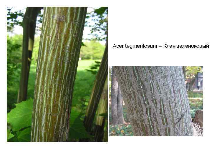 Acer tegmentosum – Клен зеленокорый 