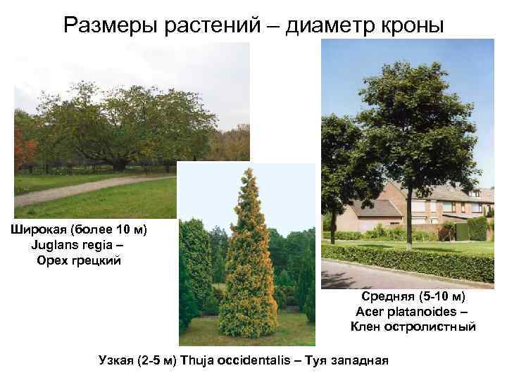 Размеры растений – диаметр кроны Широкая (более 10 м) Juglans regia – Орех грецкий