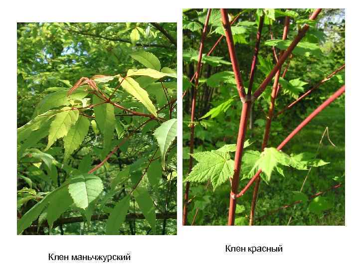 Клен маньчжурский Клен красный 