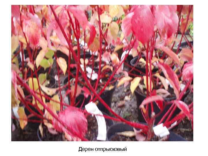 Дерен отпрысковый 