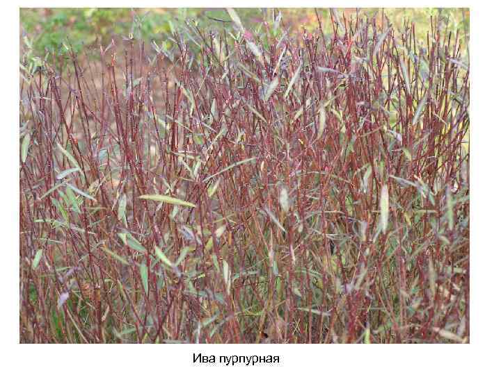 Ива пурпурная 