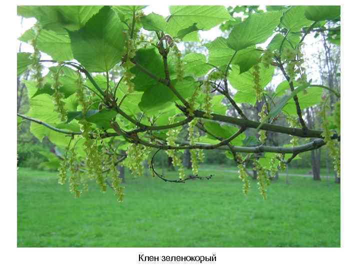 Клен зеленокорый 