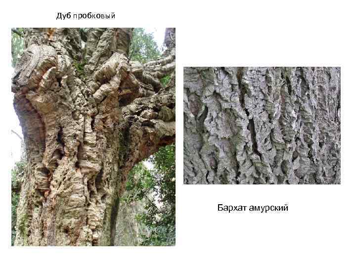 Дуб пробковый Бархат амурский 