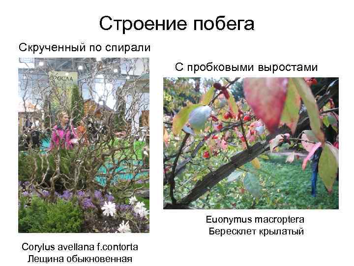 Строение побега Скрученный по спирали С пробковыми выростами Euonymus macroptera Бересклет крылатый Corylus avellana