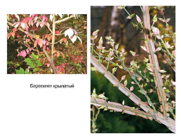 Бересклет крылатый 