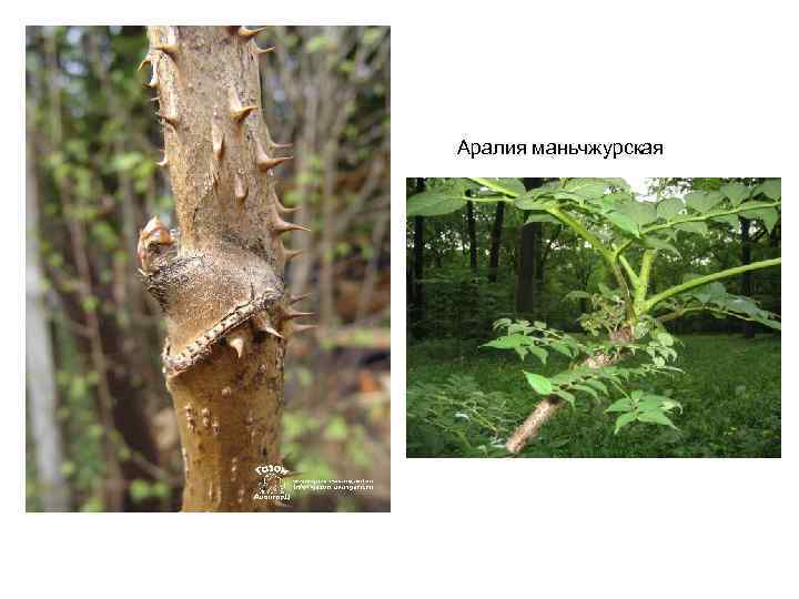 Аралия маньчжурская 