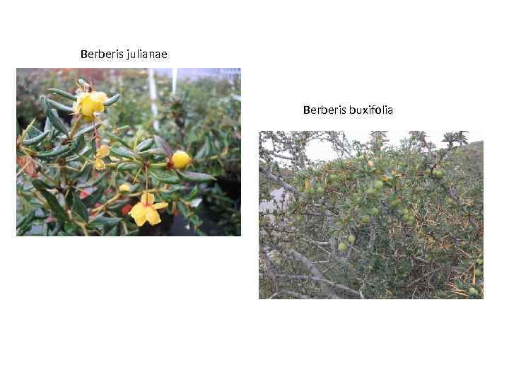Berberis julianae Berberis buxifolia 