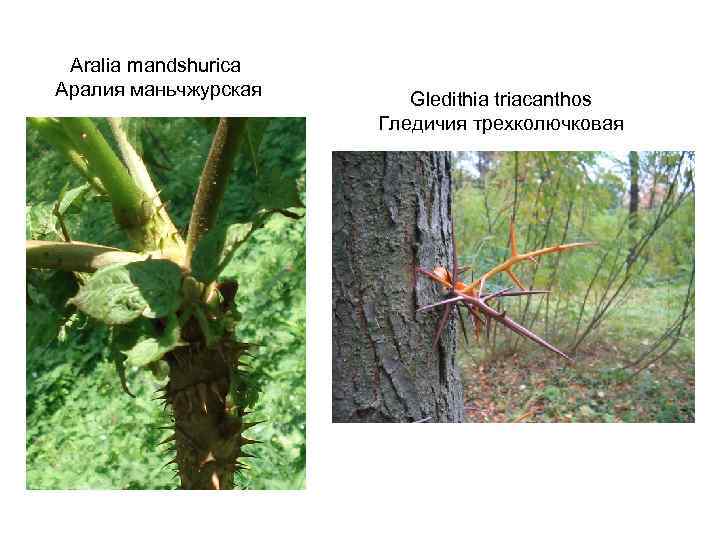 Aralia mandshurica Аралия маньчжурская Gledithia triacanthos Гледичия трехколючковая 