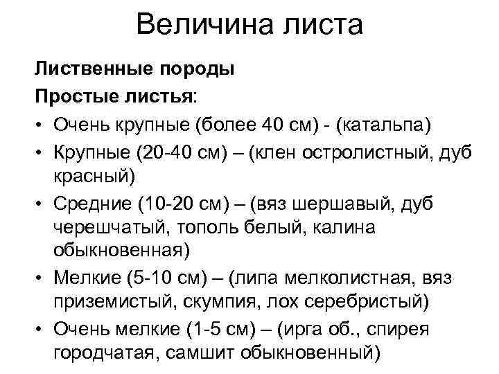 Величина листа Лиственные породы Простые листья: • Очень крупные (более 40 см) - (катальпа)