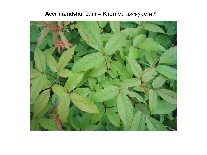 Acer mandshuricum – Клен маньчжурский 
