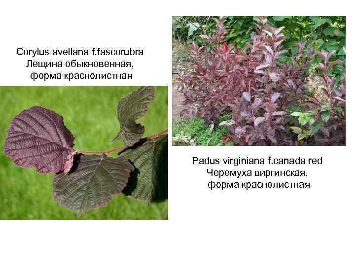 Corylus avellana f. fascorubra Лещина обыкновенная, форма краснолистная Padus virginiana f. canada red Черемуха
