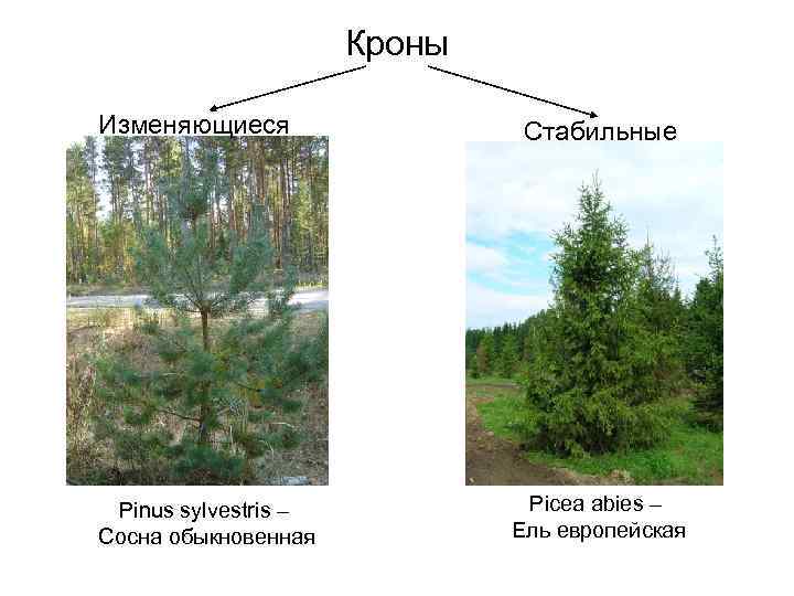 Кроны Изменяющиеся Pinus sylvestris – Сосна обыкновенная Стабильные Picea abies – Ель европейская 