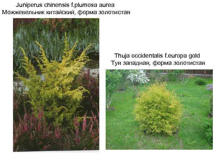Juniperus chinensis f. plumosa aurea Можжевельник китайский, форма золотистая Thuja occidentalis f. europa gold