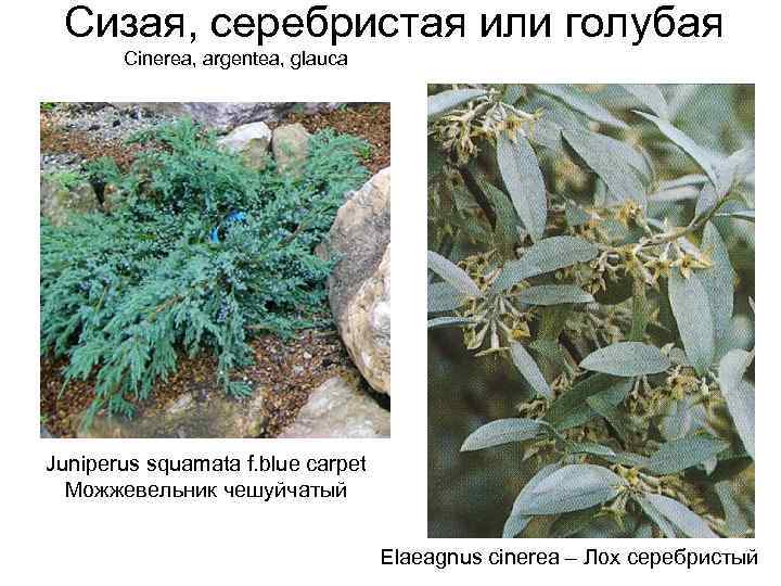 Сизая, серебристая или голубая Cinerea, argentea, glauca Juniperus squamata f. blue carpet Можжевельник чешуйчатый