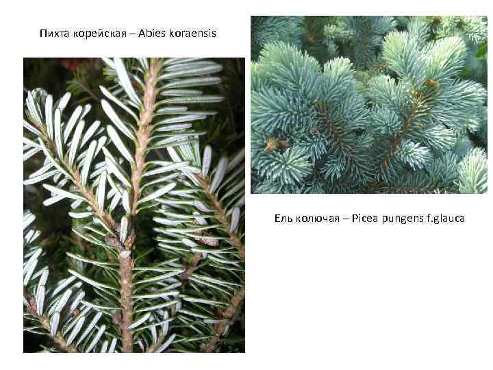 Пихта корейская – Abies koraensis Ель колючая – Picea pungens f. glauca 