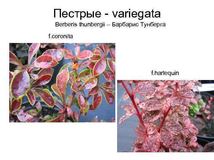 Пестрые - variegata Berberis thunbergii – Барбарис Тунберга f. coronita f. harlequin 
