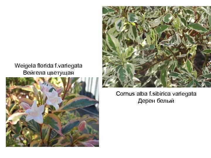 Weigela florida f. variegata Вейгела цветущая Cornus alba f. sibirica variegata Дерен белый 