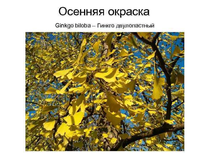 Осенняя окраска Ginkgo biloba – Гинкго двулопастный 