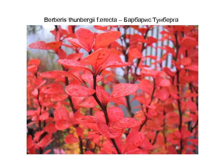 Berberis thunbergii f. erecta – Барбарис Тунберга 