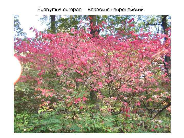 Euonymus europae – Бересклет европейский 