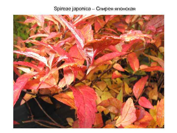 Spireae japonica – Спирея японская 