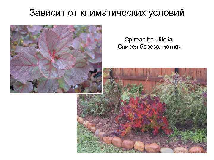 Зависит от климатических условий Spireae betulifolia Спирея березолистная 