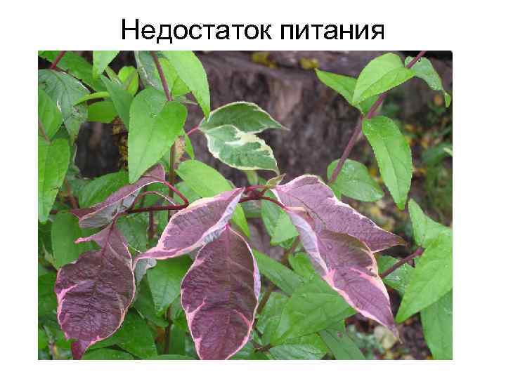 Недостаток питания 