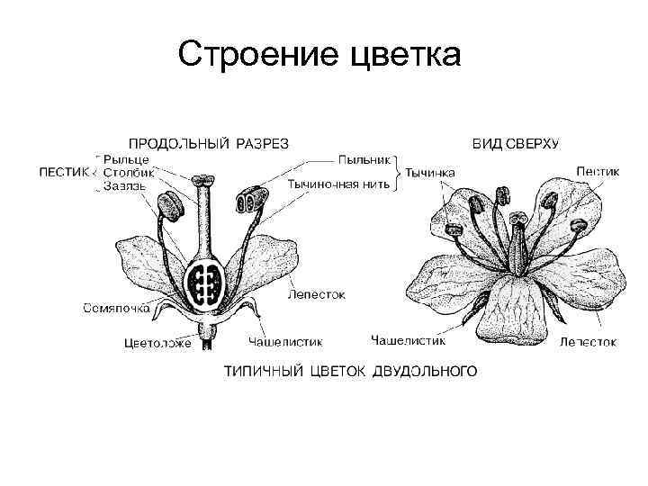 Строение цветка горчицы полевой таблица