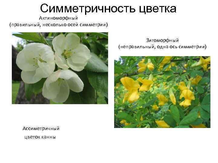 Симметричность цветка Актиноморфный (правильный, несколько осей симметрии) Зигоморфный (неправильный, одна ось симметрии) Ассиметричный цветок
