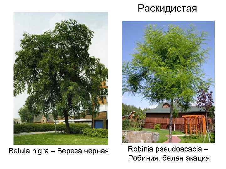 Раскидистая Betula nigra – Береза черная Robinia pseudoacacia – Робиния, белая акация 