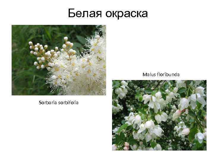 Белая окраска Malus floribunda Sorbaria sorbifolia 
