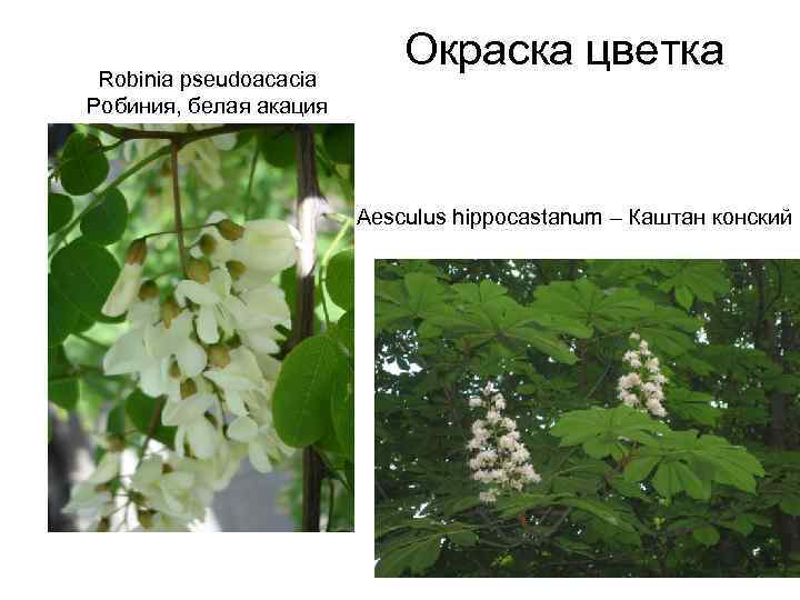 Robinia pseudoacacia Робиния, белая акация Окраска цветка Aesculus hippocastanum – Каштан конский 