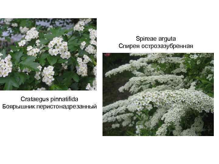Spireae arguta Спирея острозазубренная Crataegus pinnatifida Боярышник перистонадрезанный 