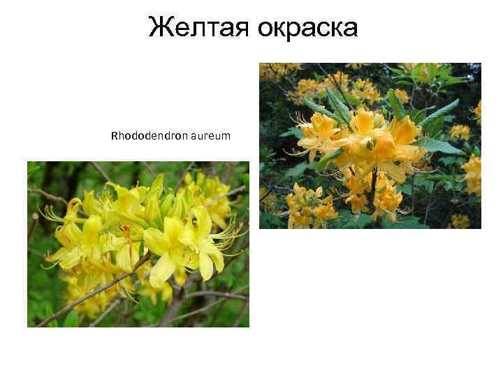 Желтая окраска Rhododendron aureum 
