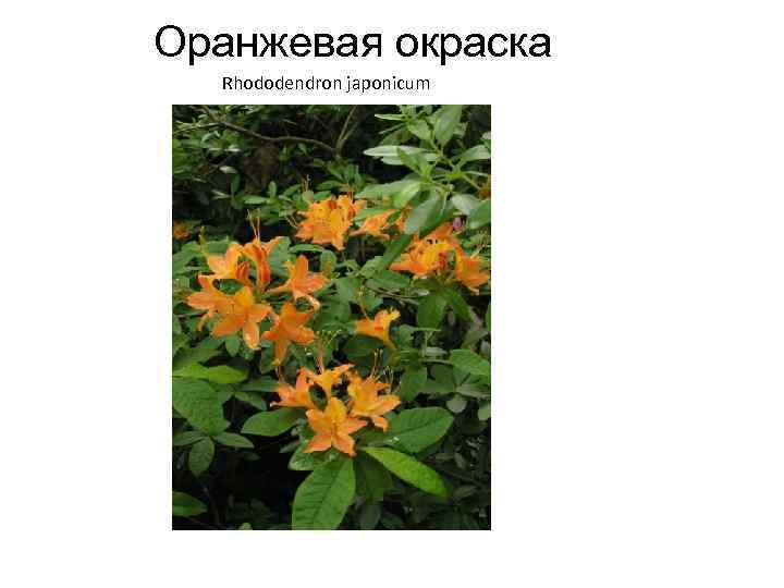 Оранжевая окраска Rhododendron japonicum 
