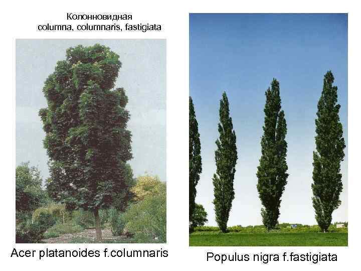 Колонновидная columna, columnaris, fastigiata Acer platanoides f. columnaris Populus nigra f. fastigiata 