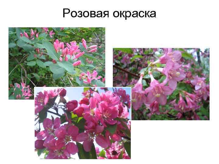 Розовая окраска 