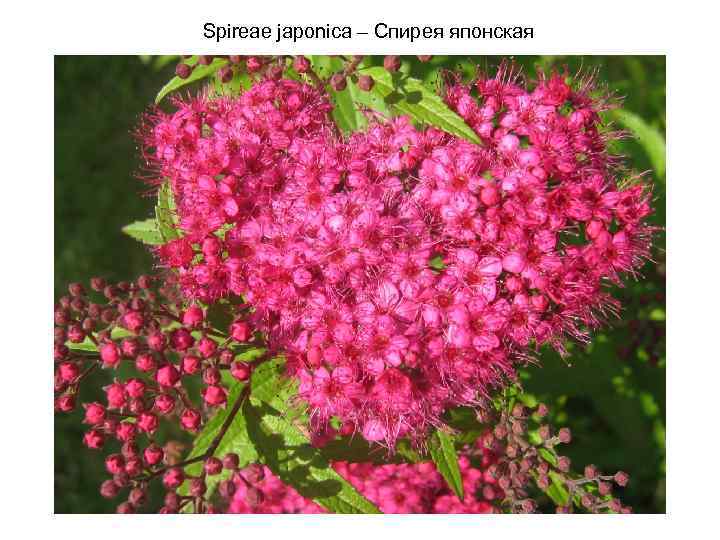 Spireae japonica – Спирея японская 