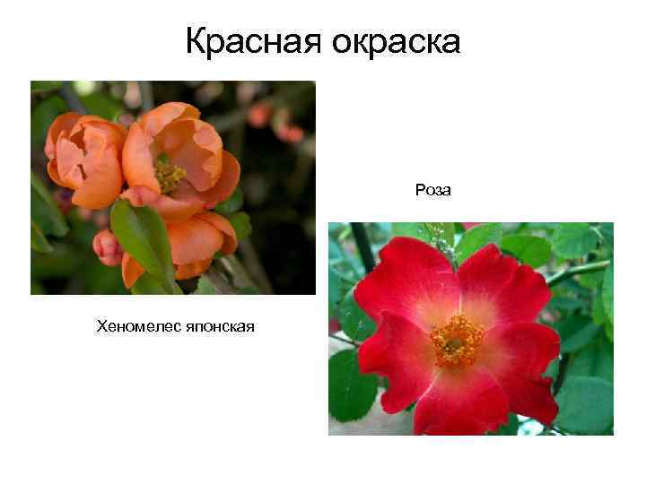 Красная окраска Роза Хеномелес японская 